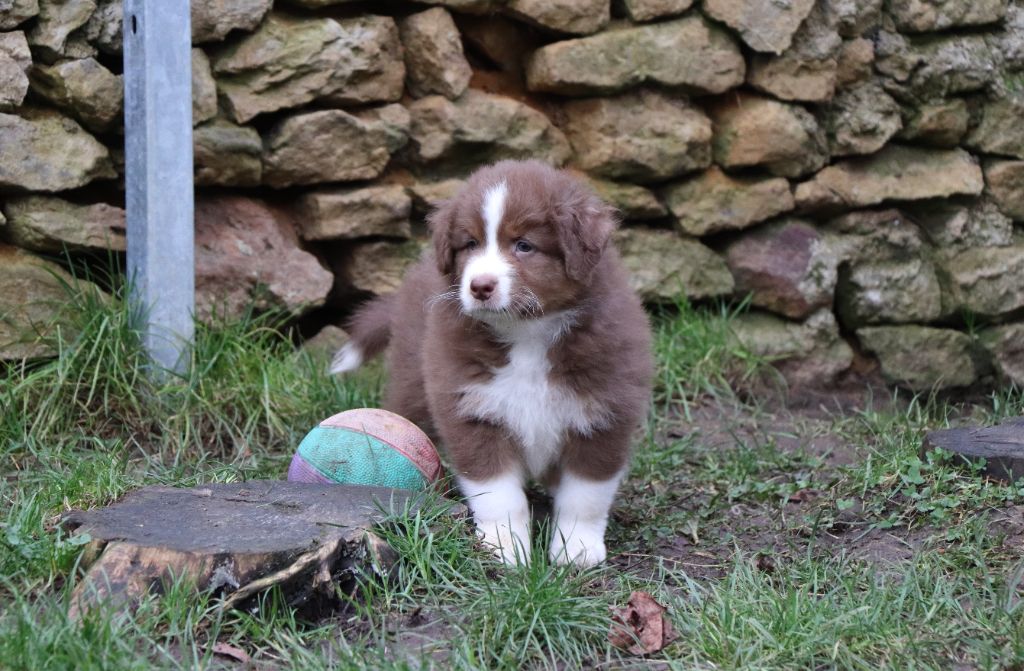 du Chemin de la Cottière - Chiot disponible  - Berger Australien