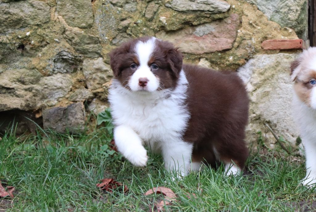 du Chemin de la Cottière - Chiot disponible  - Berger Australien