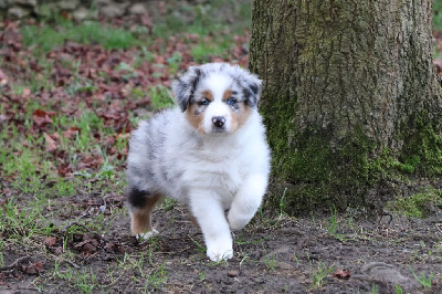 CHIOT 4 - bleu merle