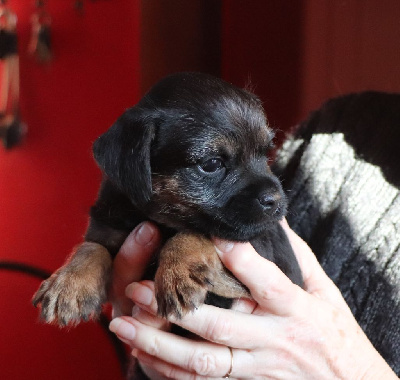 du Chemin de la Cottière - Border Terrier - Portée née le 02/12/2024