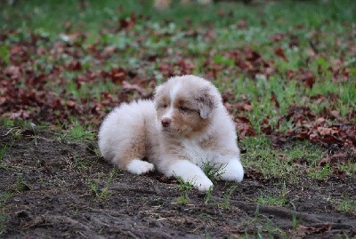 CHIOT 3 - rouge merle