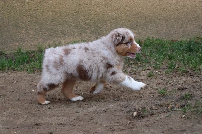 CHIOT 2 - rouge merle