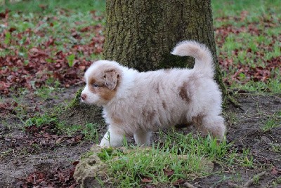 CHIOT 1 - mâle rouge merle