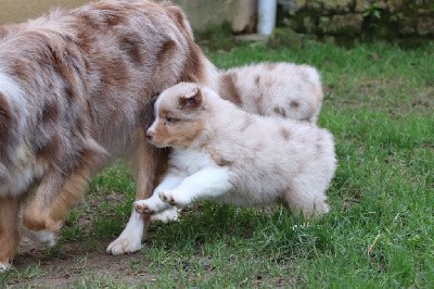 CHIOT 3 - rouge merle