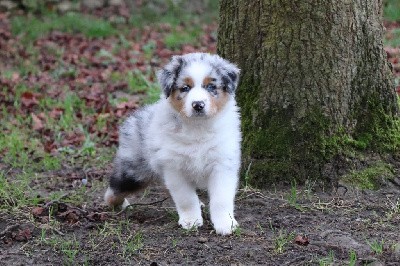 CHIOT 4 - bleu merle