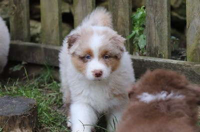 CHIOT 1 - mâle rouge merle