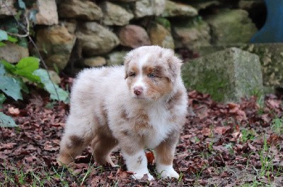 CHIOT 2 - rouge merle