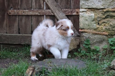 CHIOT 1 - mâle rouge merle