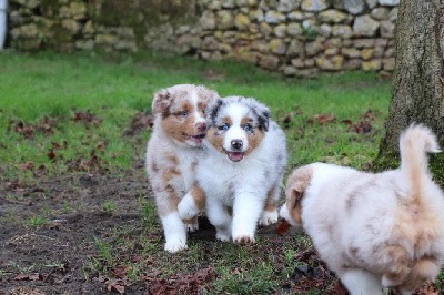 CHIOT 4 - bleu merle