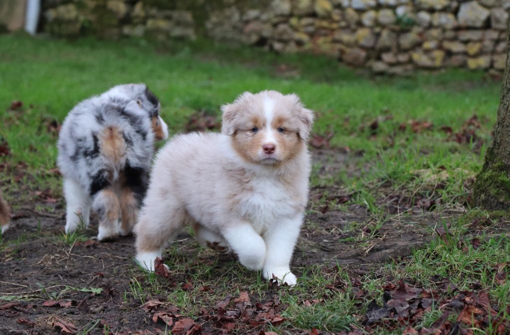 du Chemin de la Cottière - Chiot disponible  - Berger Australien