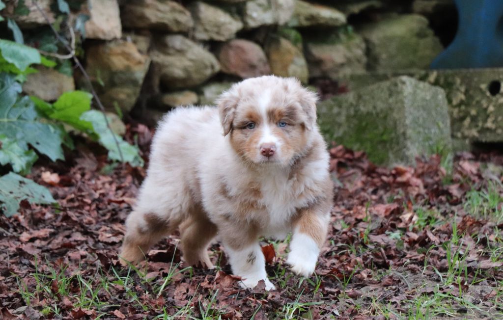 du Chemin de la Cottière - Chiot disponible  - Berger Australien