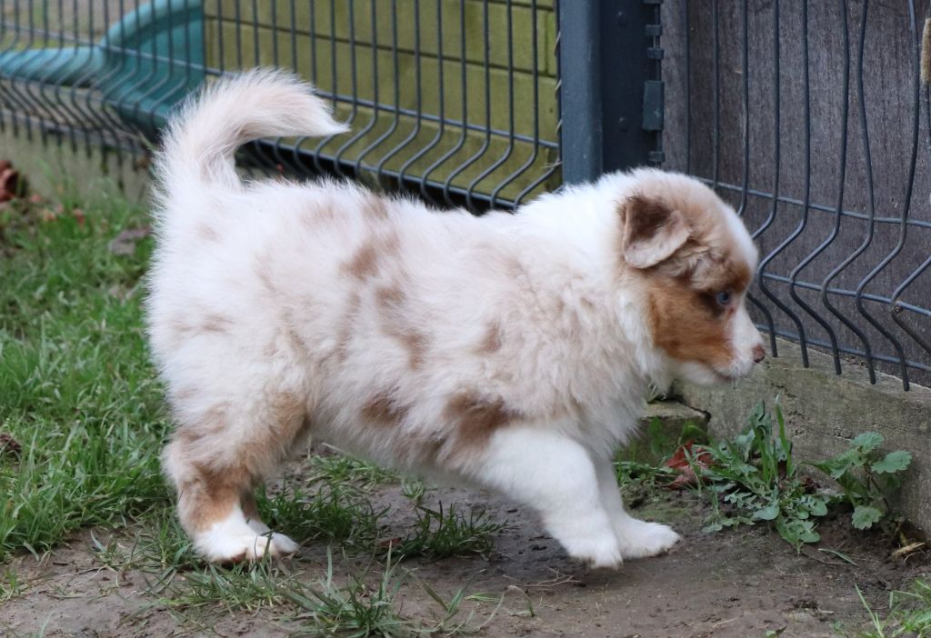 du Chemin de la Cottière - Chiot disponible  - Berger Australien