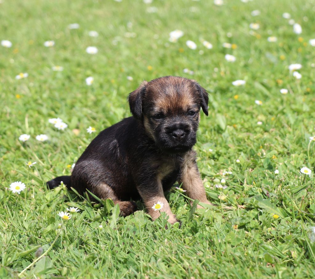 du Chemin de la Cottière - Chiots disponibles - Border Terrier