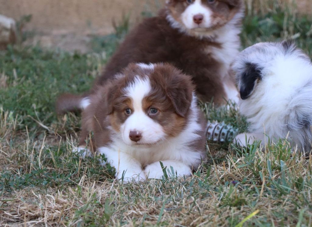 du Chemin de la Cottière - Berger Australien - Portée née le 25/06/2022
