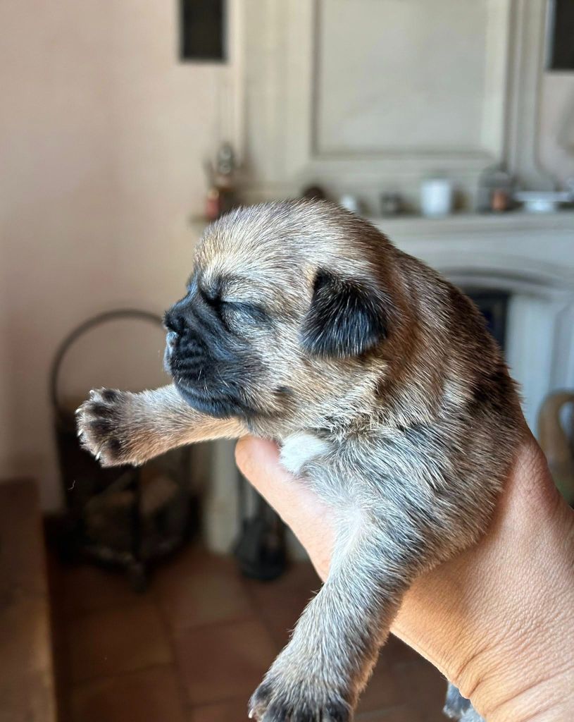 du Chemin de la Cottière - Chiots disponibles - Border Terrier