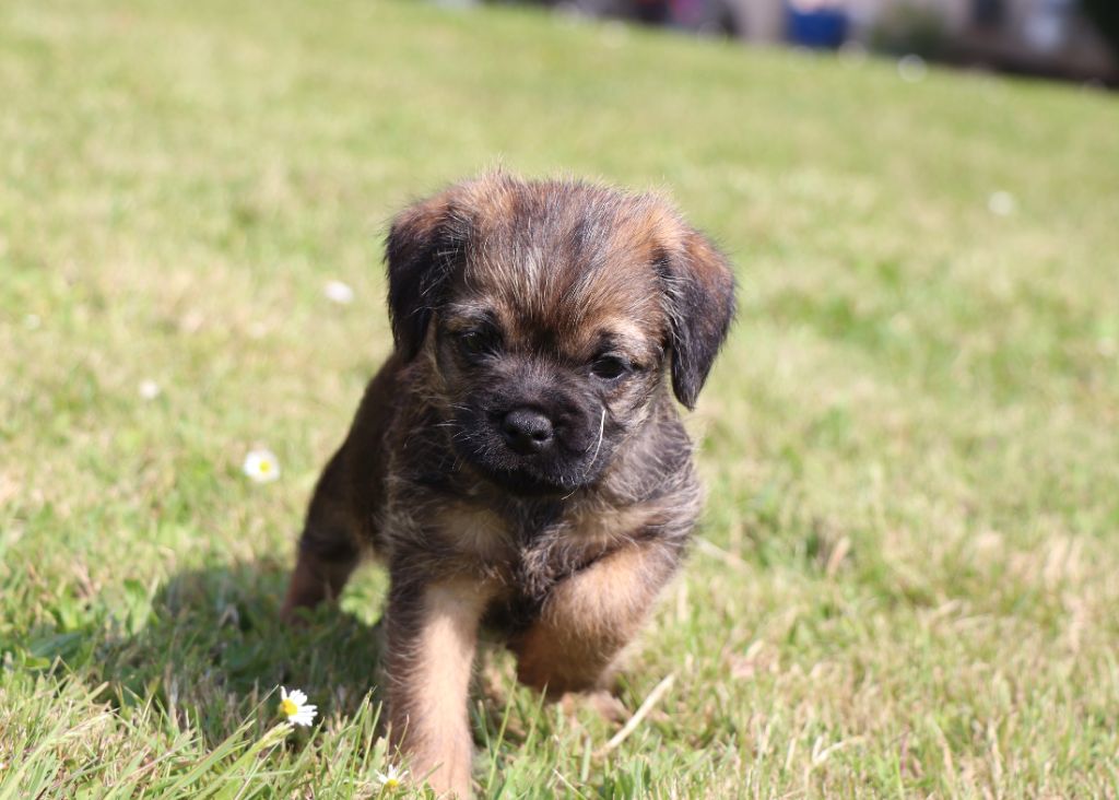 du Chemin de la Cottière - Chiots disponibles - Border Terrier