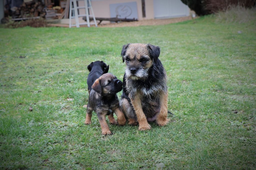 du Chemin de la Cottière - Border Terrier - Portée née le 06/12/2023