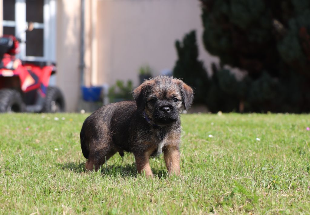 du Chemin de la Cottière - Chiots disponibles - Border Terrier