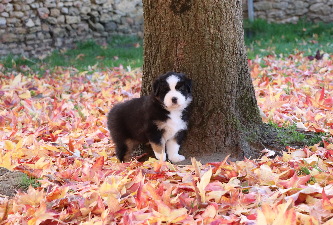 du Chemin de la Cottière - Chiots disponibles - Berger Australien