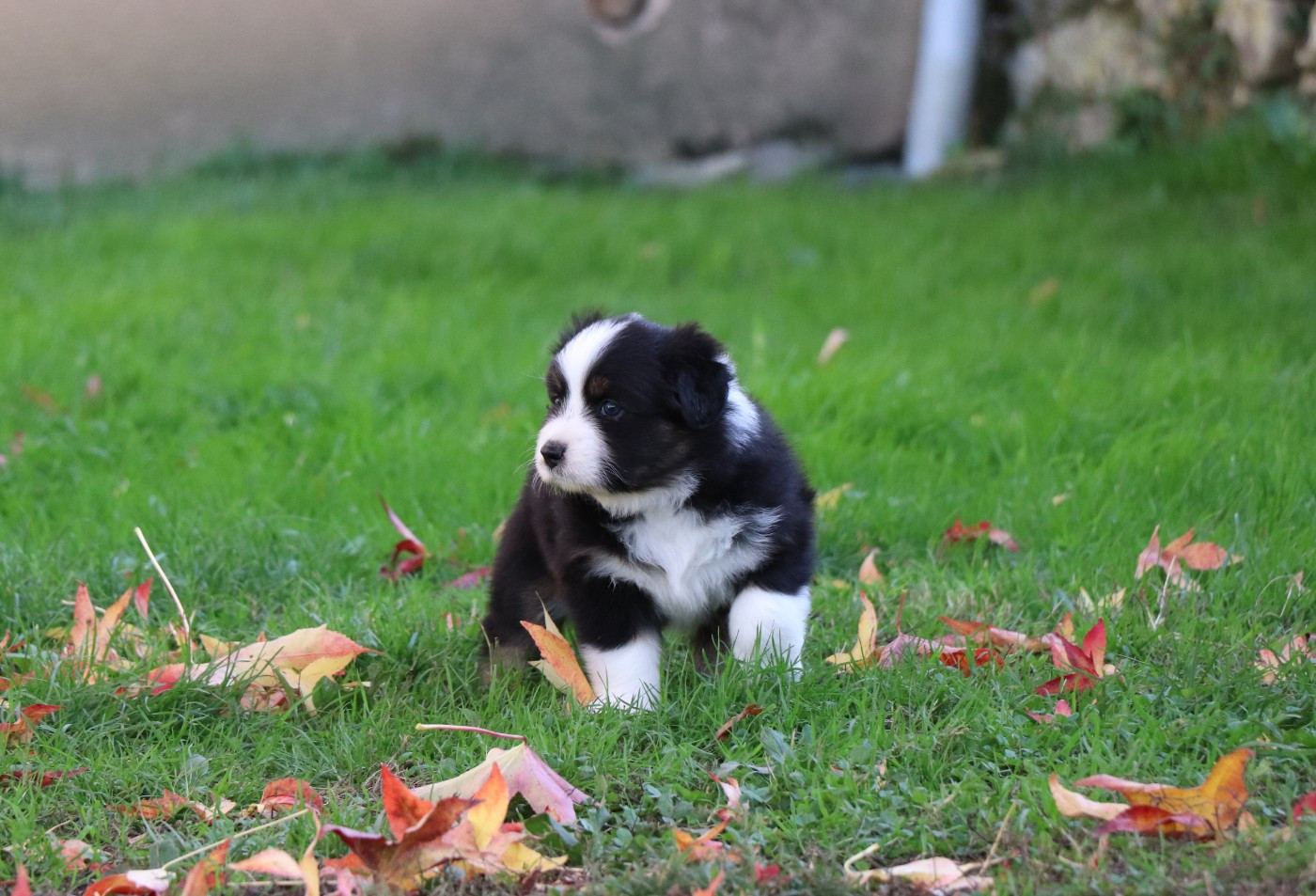du Chemin de la Cottière - Chiots disponibles - Berger Australien