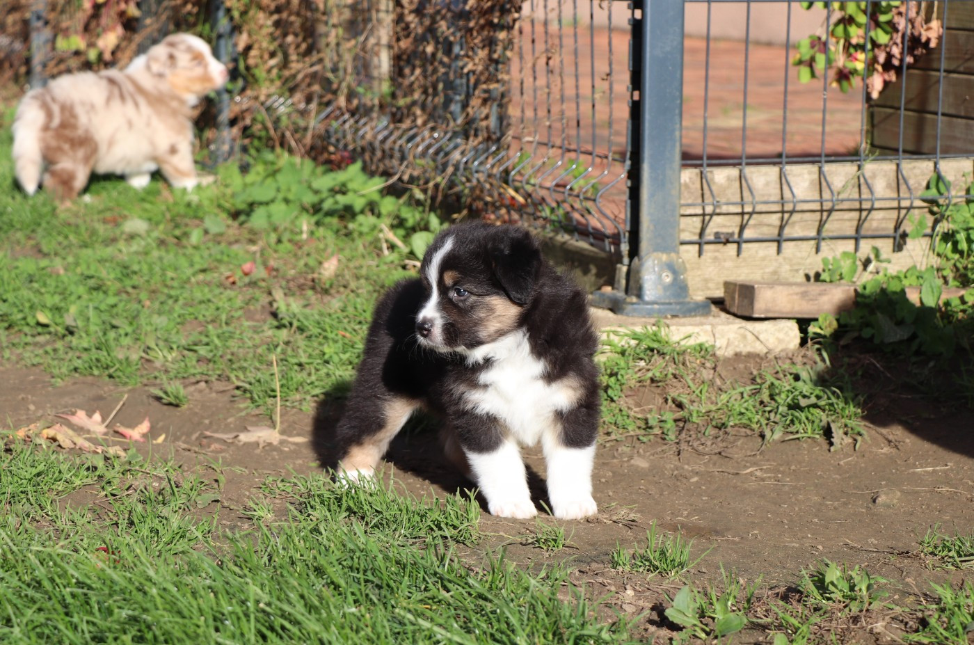 du Chemin de la Cottière - Chiots disponibles - Berger Australien