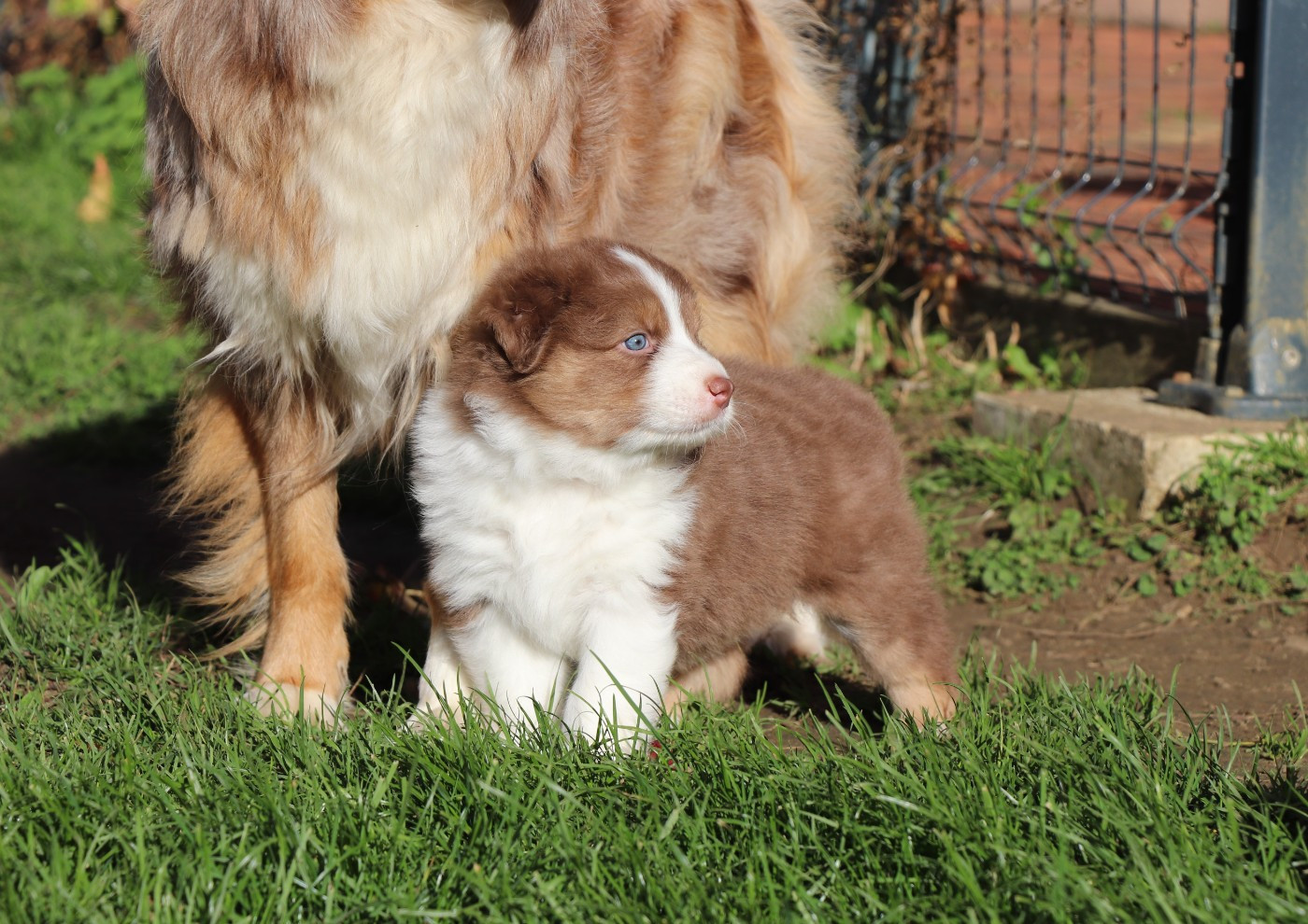 du Chemin de la Cottière - Chiots disponibles - Berger Australien