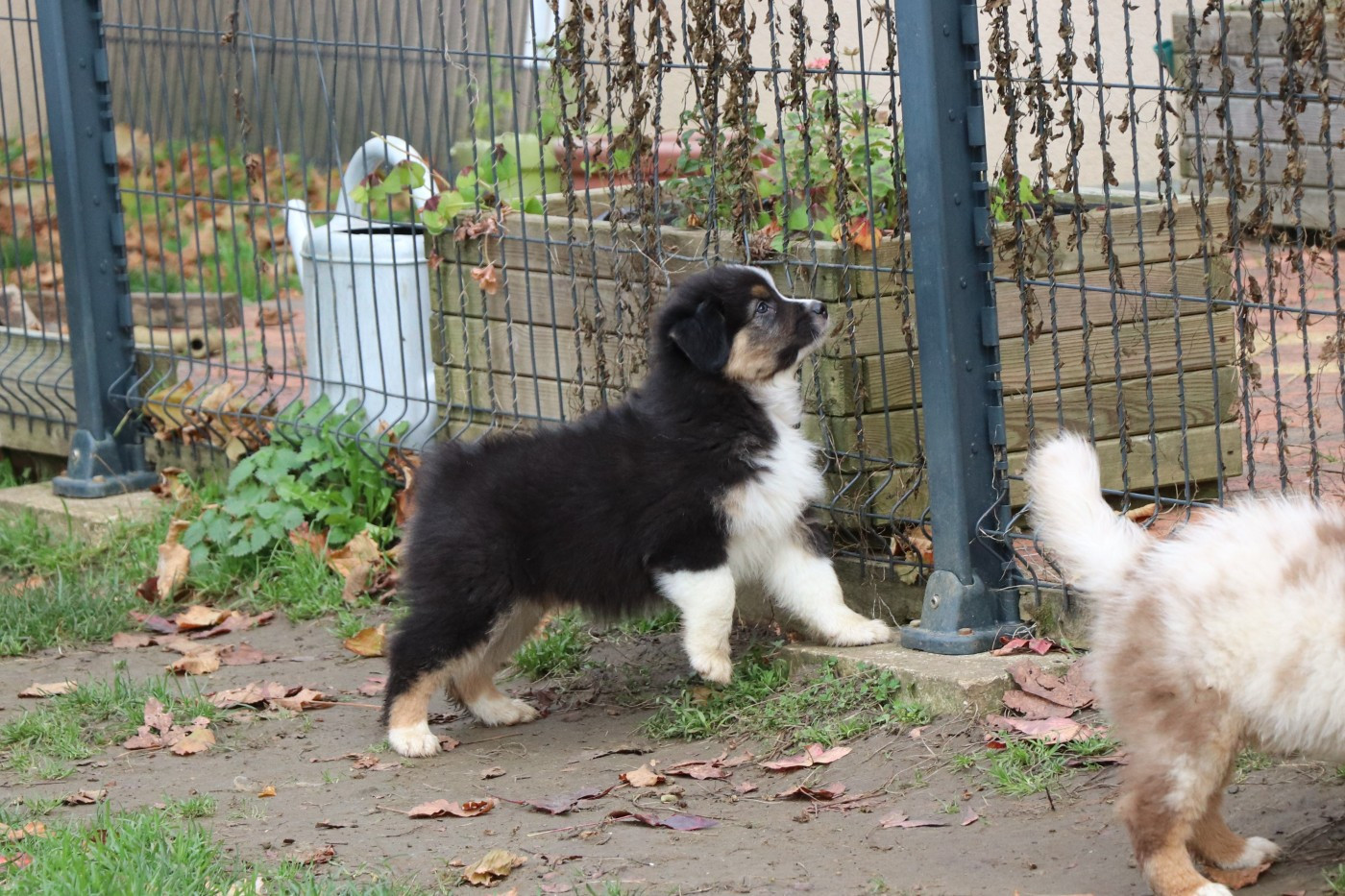 du Chemin de la Cottière - Chiots disponibles - Berger Australien