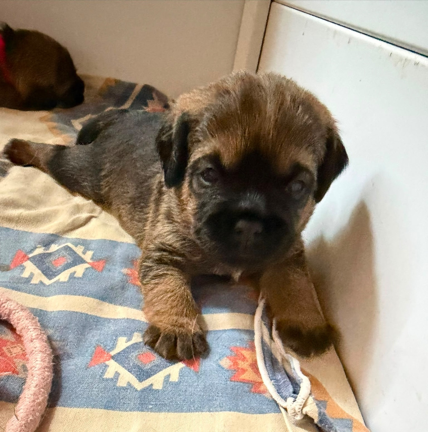 du Chemin de la Cottière - Chiots disponibles - Border Terrier