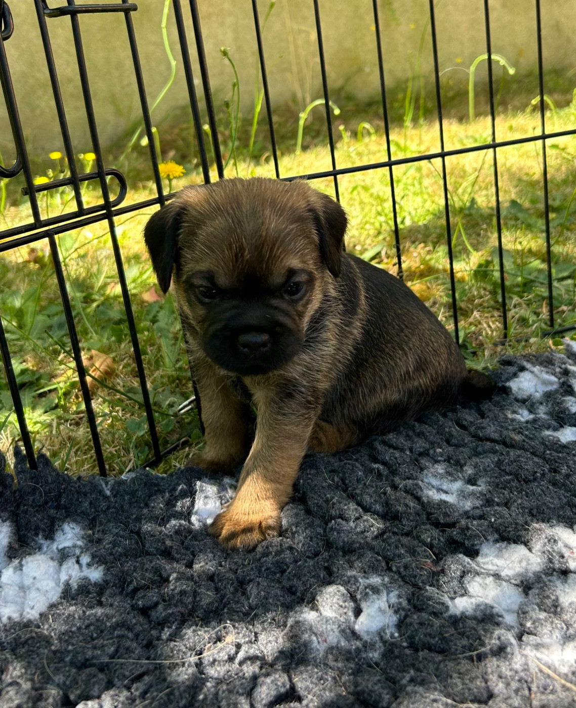 du Chemin de la Cottière - Chiots disponibles - Border Terrier