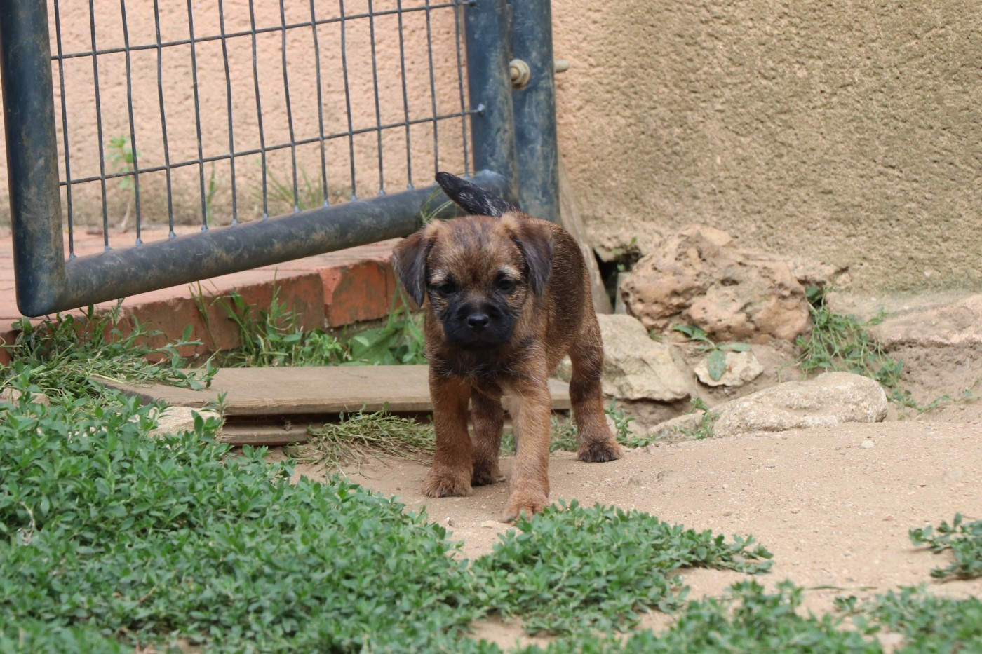 du Chemin de la Cottière - Chiots disponibles - Border Terrier