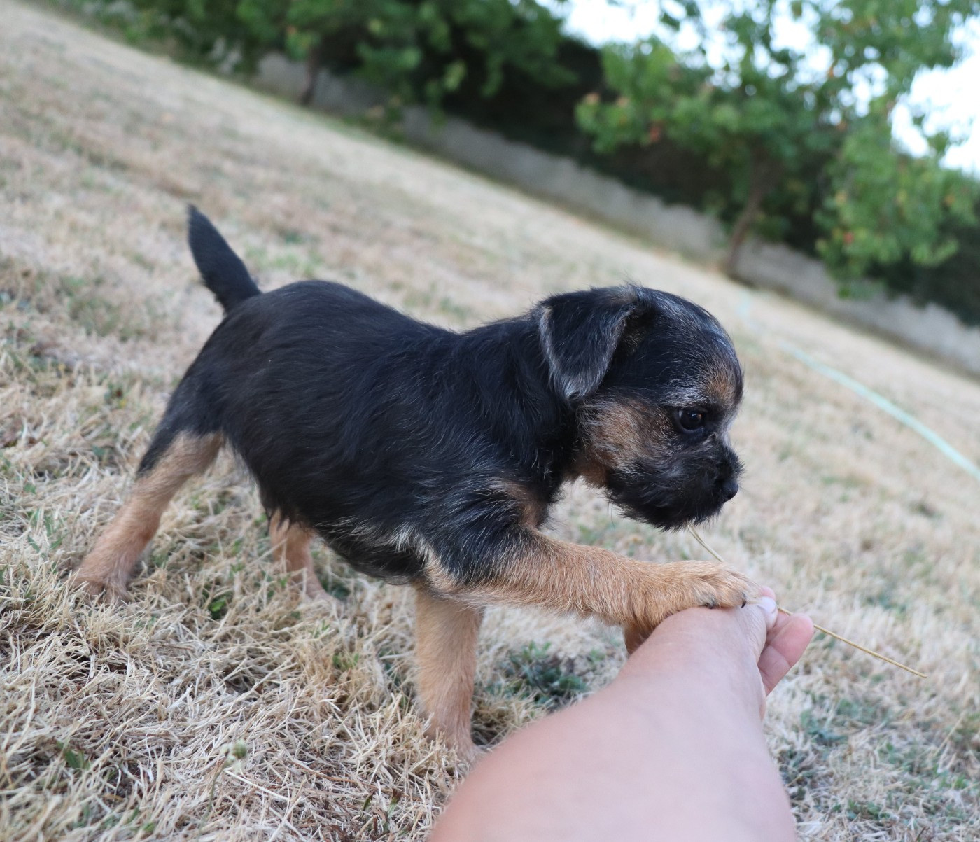 du Chemin de la Cottière - Border Terrier - Portée née le 31/05/2026