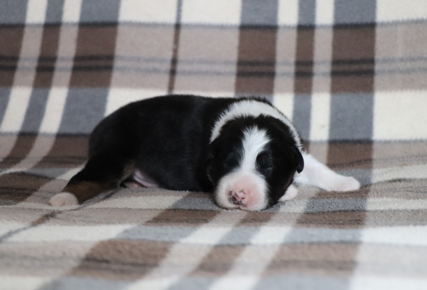 du Chemin de la Cottière - Chiots disponibles - Berger Australien