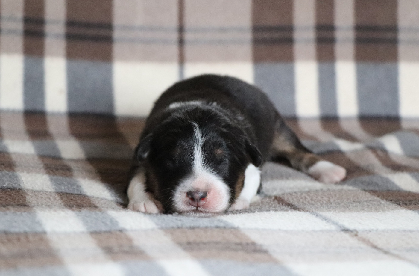 du Chemin de la Cottière - Chiots disponibles - Berger Australien