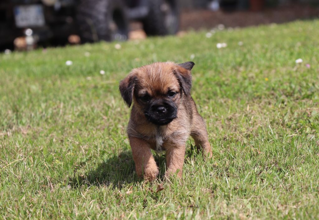 du Chemin de la Cottière - Border Terrier - Portée née le 29/04/2025