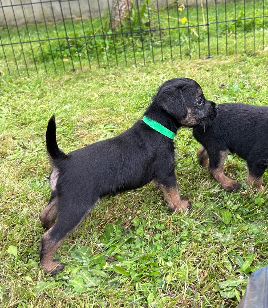 du Chemin de la Cottière - Chiots disponibles - Border Terrier