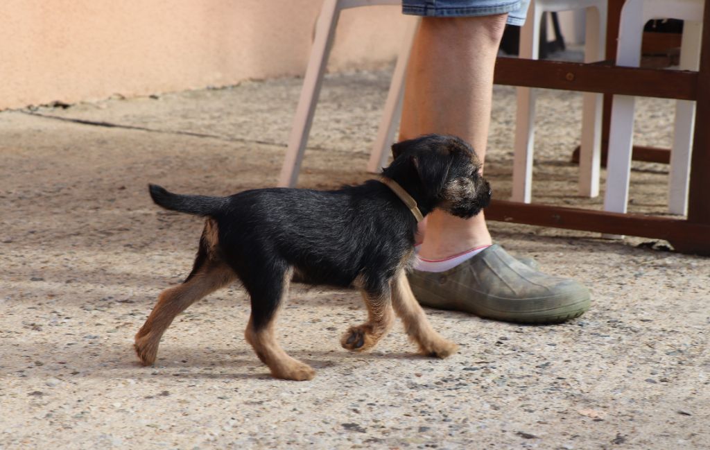 du Chemin de la Cottière - Border Terrier - Portée née le 18/04/2025