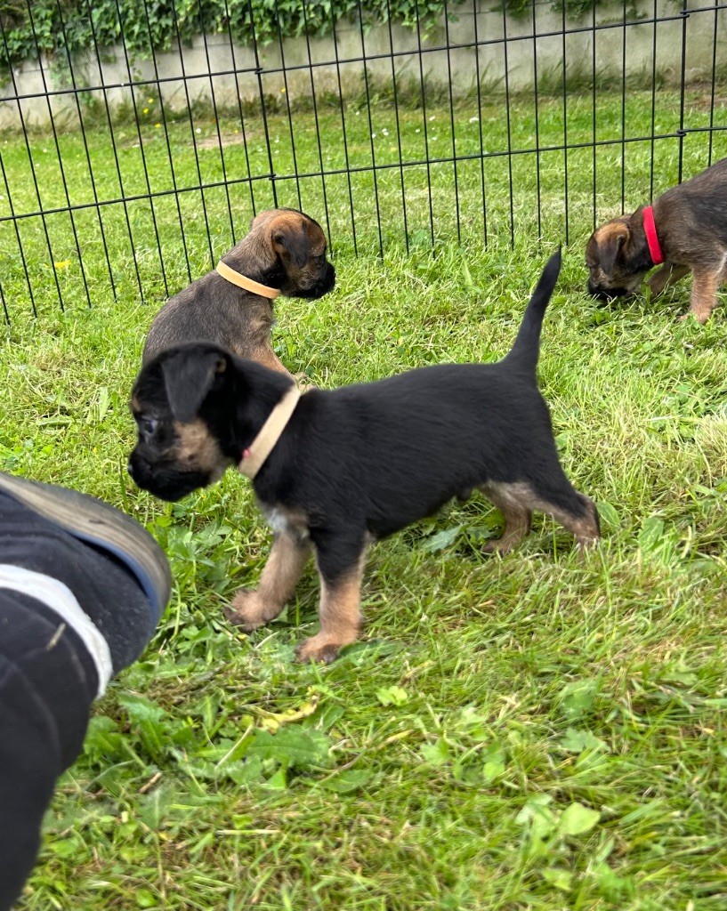 du Chemin de la Cottière - Chiots disponibles - Border Terrier