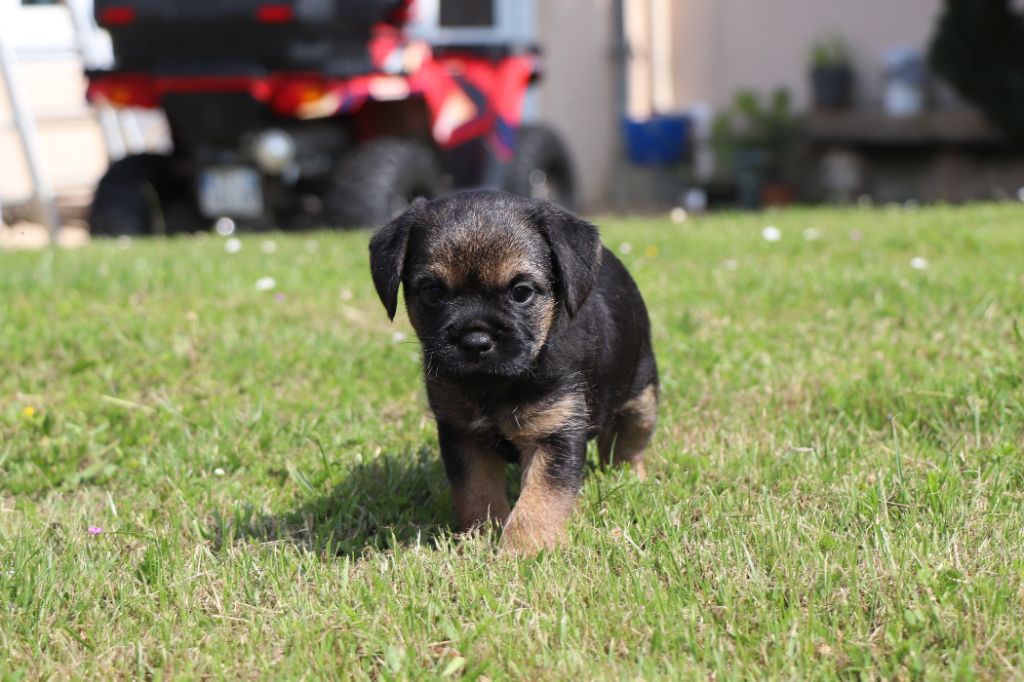 du Chemin de la Cottière - Border Terrier - Portée née le 29/04/2025