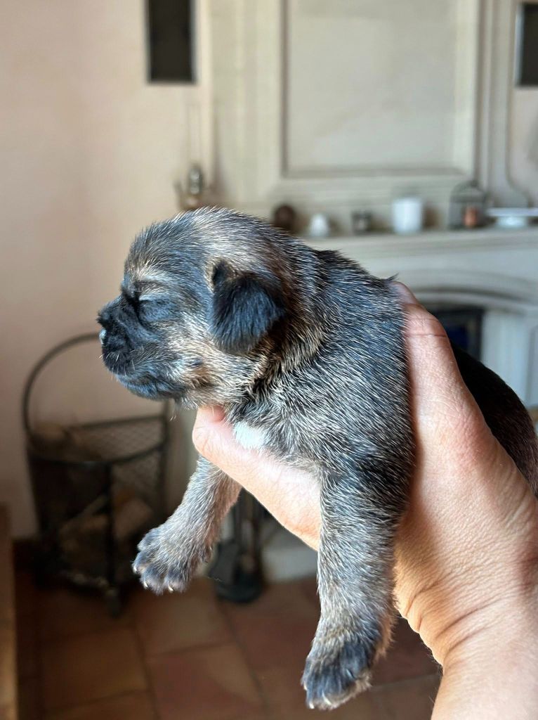du Chemin de la Cottière - Chiots disponibles - Border Terrier