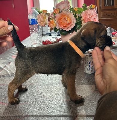 Aïkie 