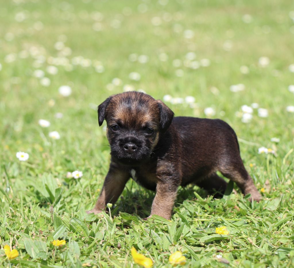 du Chemin de la Cottière - Chiots disponibles - Border Terrier