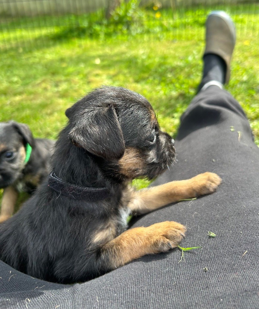 du Chemin de la Cottière - Chiots disponibles - Border Terrier