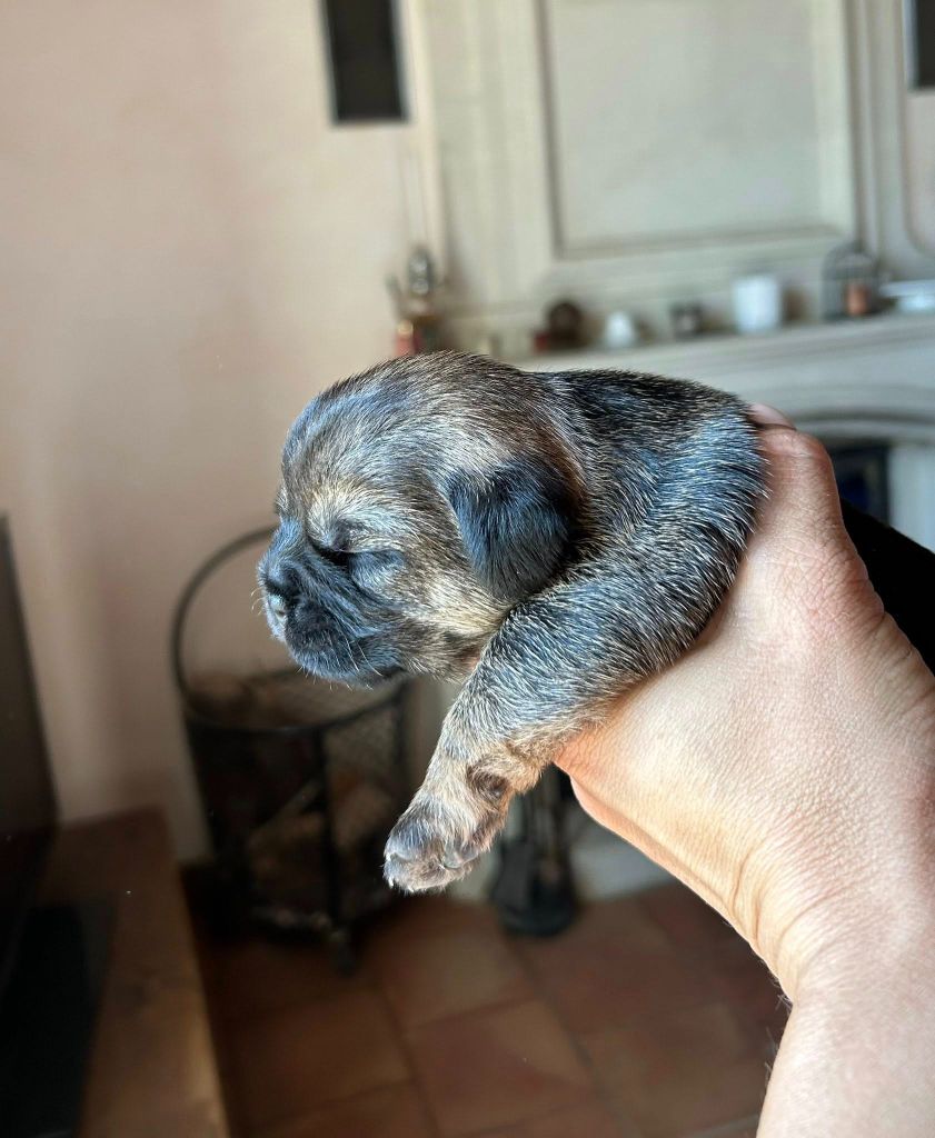 du Chemin de la Cottière - Chiots disponibles - Border Terrier
