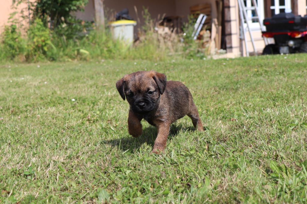 du Chemin de la Cottière - Chiots disponibles - Border Terrier